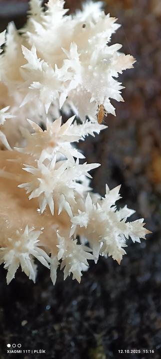 The macro photograph shows a mushroom on a dark brown grainy background, shaped like a fractal composed of many white twig-like structures with pointed ends.