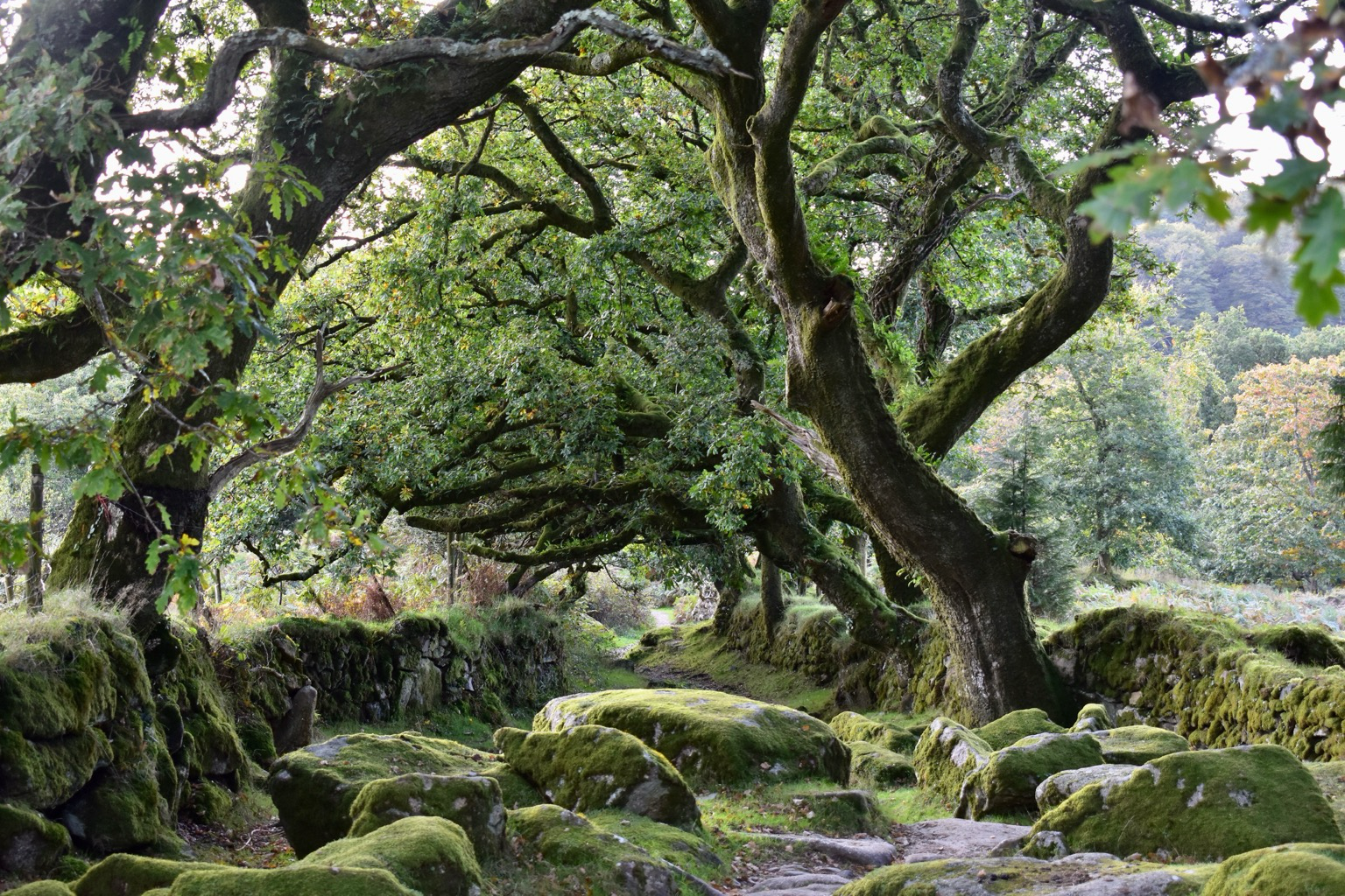 A row of oaks along a footpath
