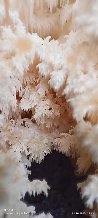 The macro photograph shows a mushroom on a dark brown grainy background, shaped like a fractal composed of many white twig-like structures with pointed ends. They hang down somewhat like the branches of coniferous trees covered with snow.