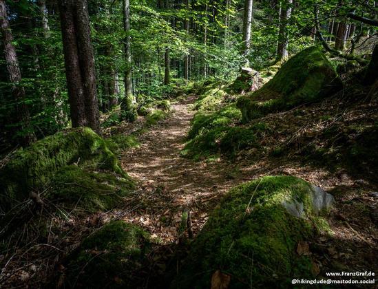Nestled deep within a lush, verdant forest, this narrow trail invites hikers into a world of tranquil solitude and natural beauty. The path, a winding ribbon of earthy brown, is gently bordered by moss-covered rocks and boulders, their vibrant green hues suggesting centuries of undisturbed growth. Sunlight filters through the dense canopy above, casting dappled patterns of light and shadow across the forest floor, where fallen leaves and pine needles create a soft, rustling carpet.
