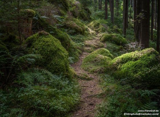 Nestled deep within an ancient forest, this enchanting trail winds its way through a lush, green sanctuary. The path, a narrow ribbon of earthy brown, is softly bordered by vibrant moss-covered mounds that seem to glow with an almost magical luminescence. The moss, a rich emerald green, blankets the rocks and ground, creating a plush carpet that adds to the forest's serene ambiance.

Towering trees, their trunks dark and sturdy, rise majestically on either side of the trail, their branches weav…