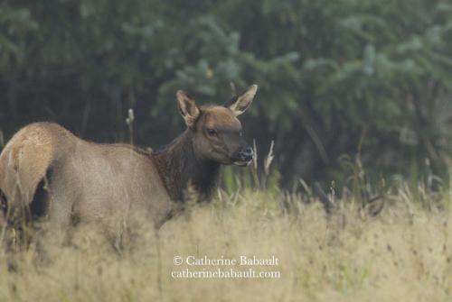 Close-up of a wapiti calf in a field of dry yellow grass and pine trees in the background.