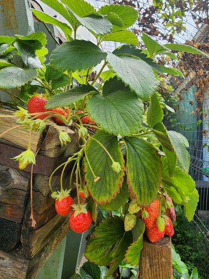 A strawberry plant with a dozen ripe strawberries (and yes, I picked a couple before I thought to take the photo).