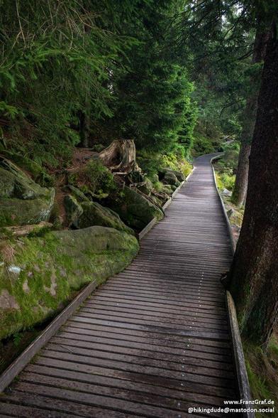 A winding wooden boardwalk meanders gracefully through a lush, emerald-green forest, inviting hikers into a tranquil natural sanctuary. The path, constructed from rich, weathered planks, curves gently upward, disappearing into the dense foliage of towering conifers and moss-covered rocks. Sunlight filters softly through the canopy, casting dappled shadows on the forest floor and highlighting the vibrant green moss that clings to boulders and fallen logs.
