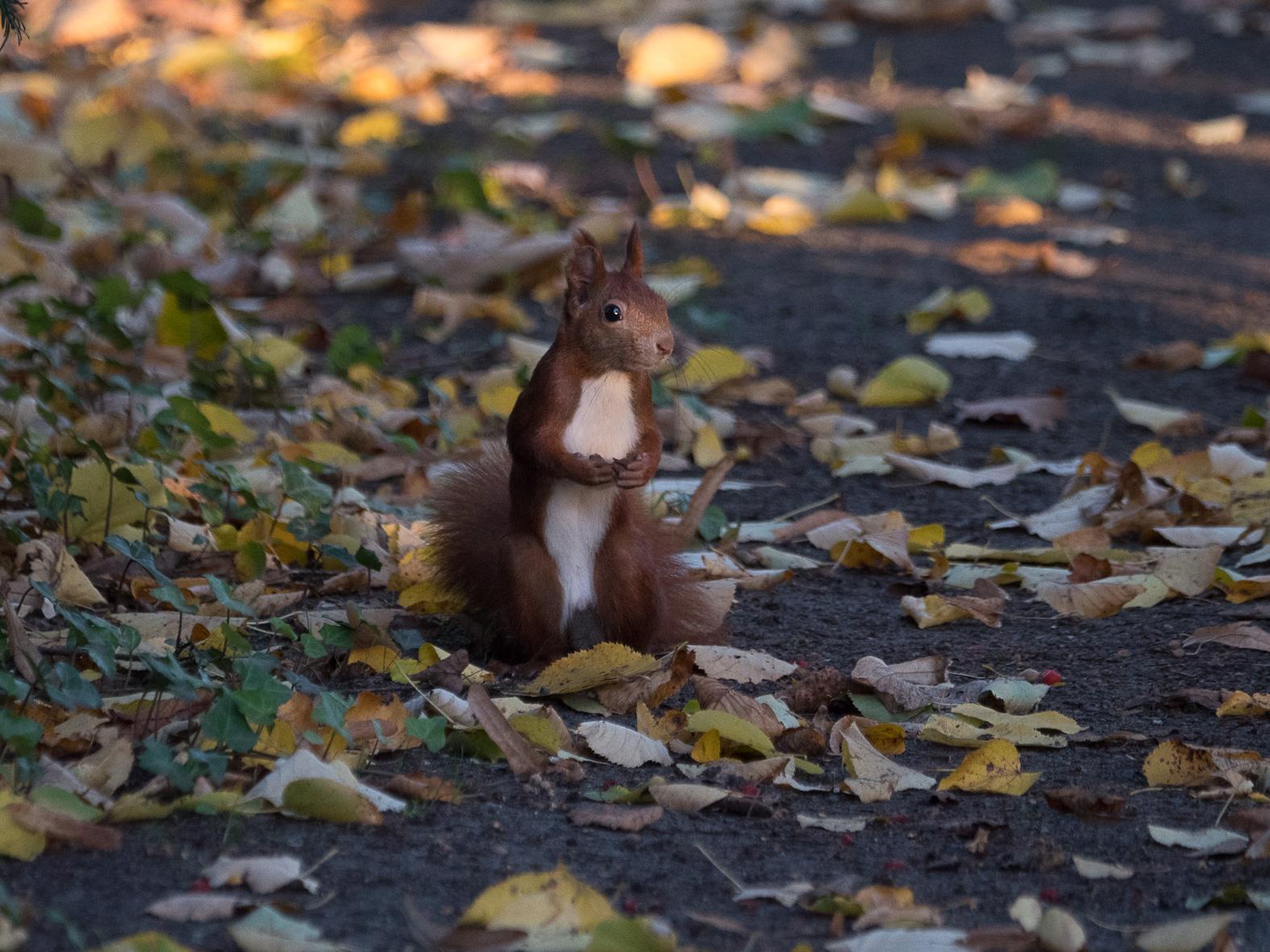 Auf mit gelbem Herbstlaub bedecktem Waldboden hockt eine Eichh枚rnchen aufrecht mit vor der Brust erhobenen Pfoten
