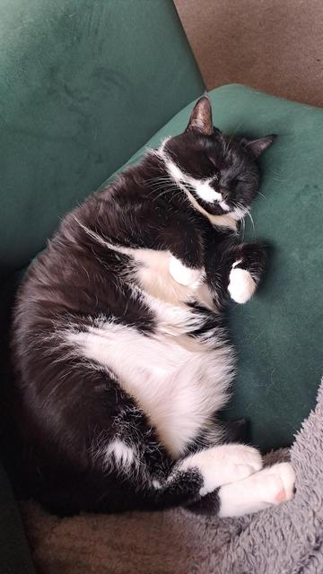 Plump Black & White British Shorthair cat asleep, laying on her side with a content expression and folded paws on A Green sofa, with a grey fleece slightly off to one side.