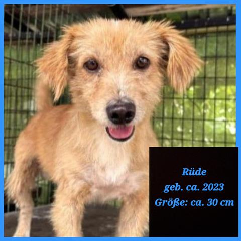 Krümelchen in Großaufnahme. Er ist ein niedlicher, kleiner, zotteliger Hund mit goldbraunem Fell und schaut direkt in die Kamera. Er hat dunkle, wache Augen und sein Schnäuzchen ist leicht geöffnet, was ihm ein fröhliches Aussehen verleiht. Er steht auf einer Hütte und im Hintergrund sind die Gitterstäbe, hinter diesen sieht man einen grünen Hintergrund, könnten Pflanzen sein, eventuell auch eine Plane.
Im kleinen Kästchen unten rechts stehen seine Merkmale:
Rüde
geb. ca. 2023
Größe: ca. 30 cm