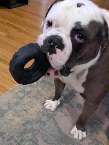 A brown and white old English bulldog gripping a tire toy on edge in her mouth.