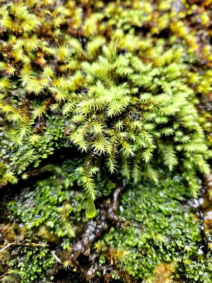 Moss close-up with a water droplet dripping from underneath. Dharug and Gundungurra country.
