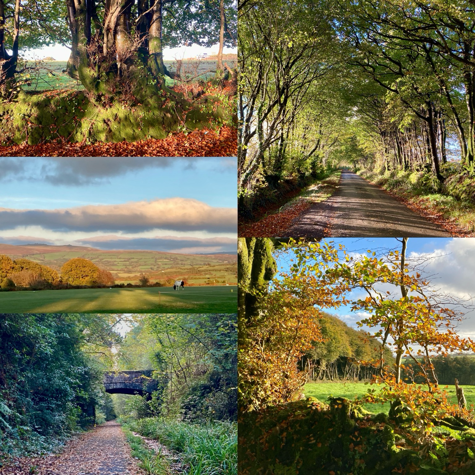 A collage of autumnal photos including moors, paths and mossy beeches