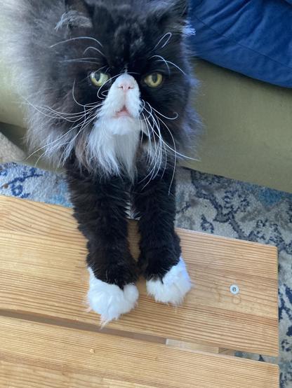 A beautiful tuxedo Persian cat looks up at the viewer with his mouth slightly open and two front paws stretched out to the wooden bench coffee table from a green couch in a living room.
