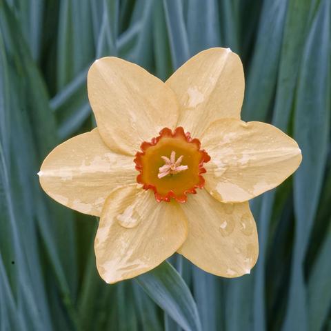Peach colored flower with 6 petals with an orange collar at its center with a few fine fibers in the center with dark green foliage oriented vertically behind