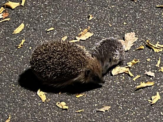 Ein erwachsener Igel und ein Igelkind, Laub auf einem Gehweg. 