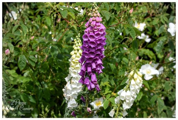 A close up photograph of three tall stalks of foxglove flowers, two creamy-white and one vibrant purple, blooming against a lush green background of leaves and small white rosebuds.
The central purple foxglove is in sharp focus, with its bell-shaped flowers densely packed along the stem.