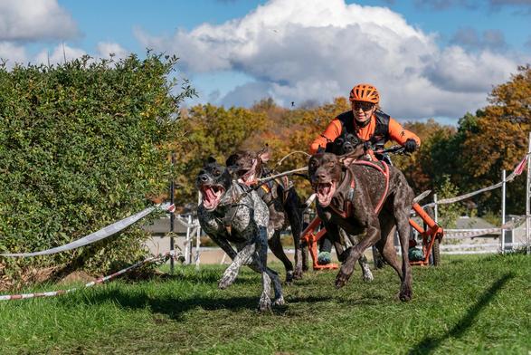 Ein vierer Hundegespann am Wagen und eine Person, die auf dem Wagen steht und das Team lenkt.