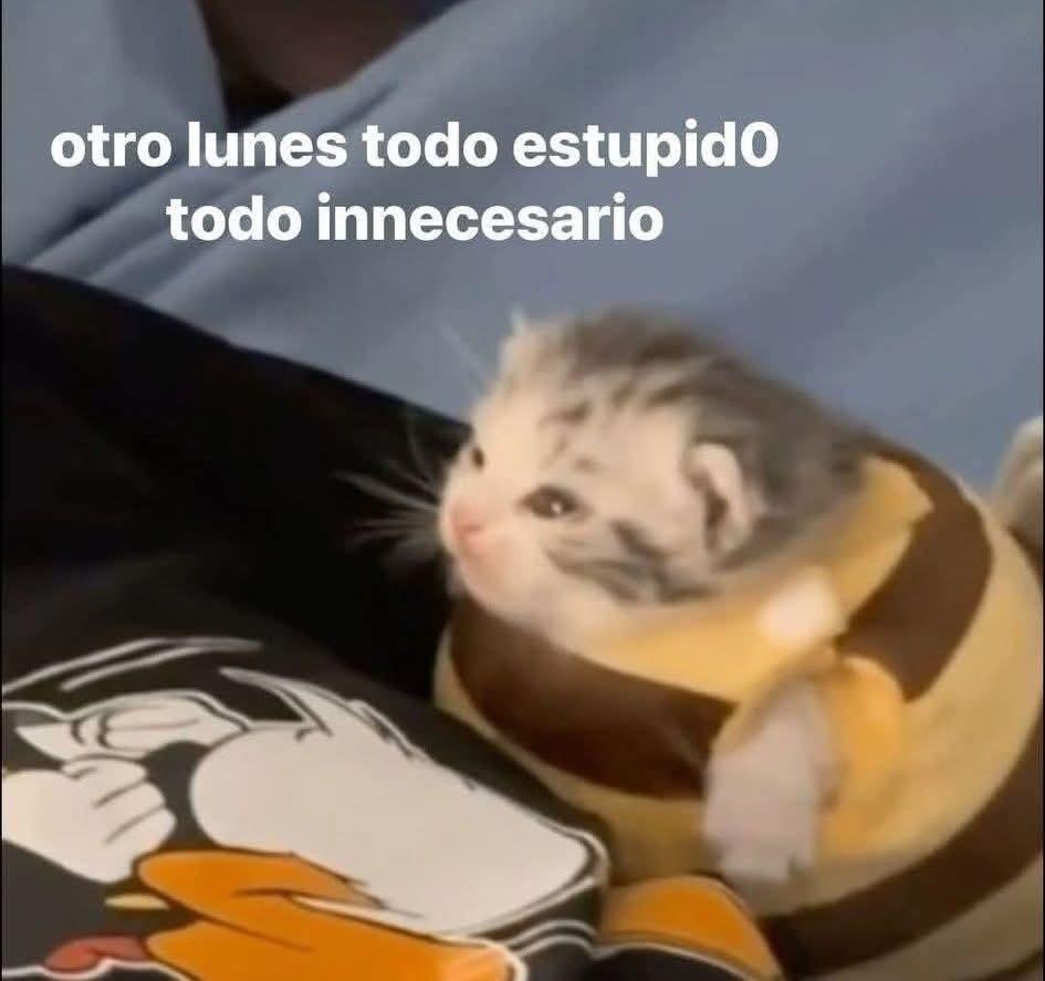 Image: kitten in a bee costume 
Text: otro lunes todo estupido tode innecesario