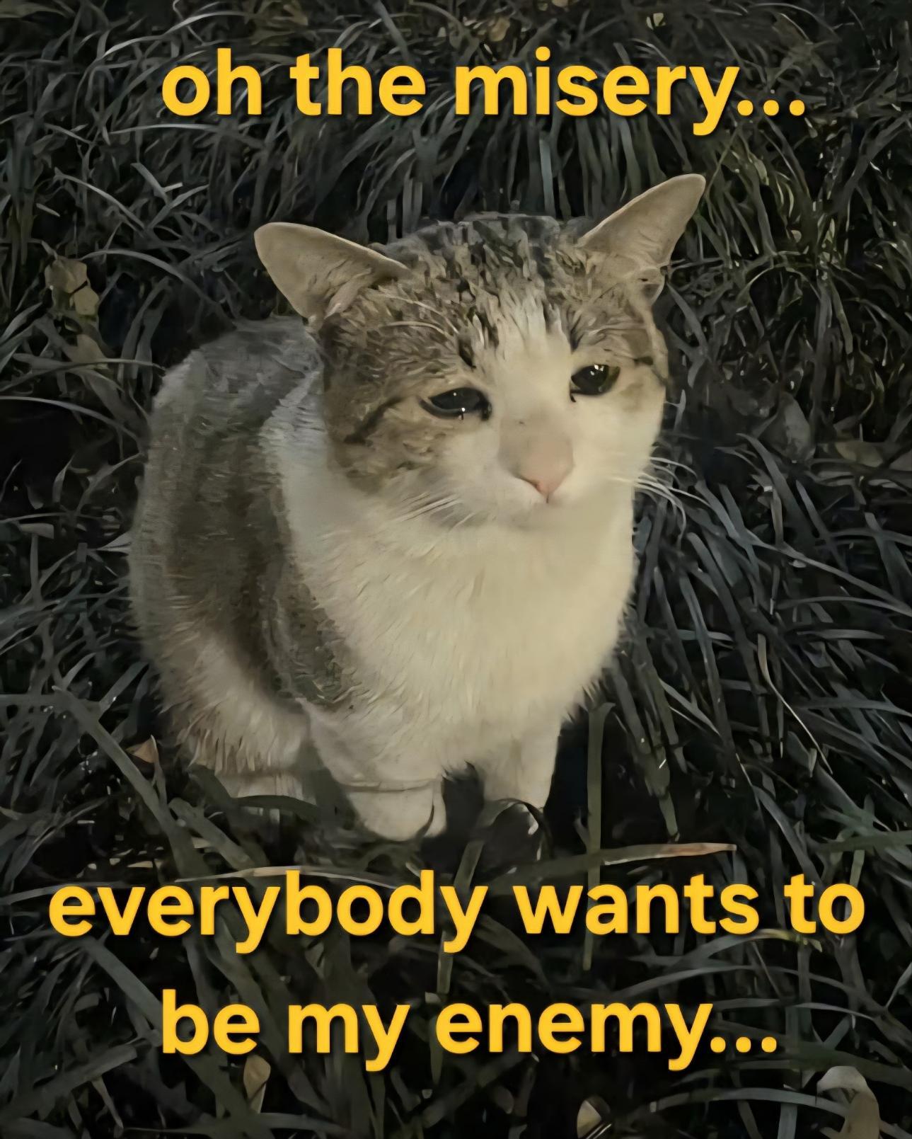 Image: sad looking cat
Text: oh the misery, everybody wants to be my enemy