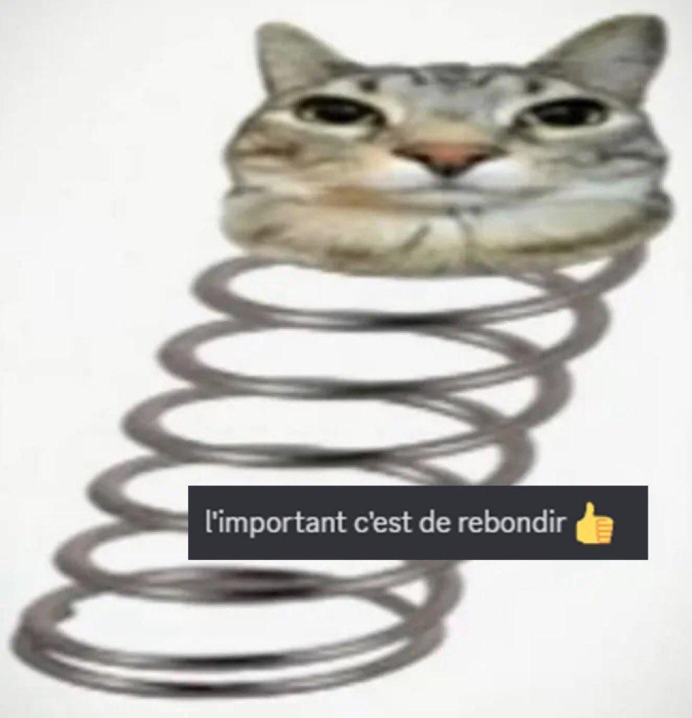 Image: cat head on a spring
Text: l'important c'est de rebondir 馃憤