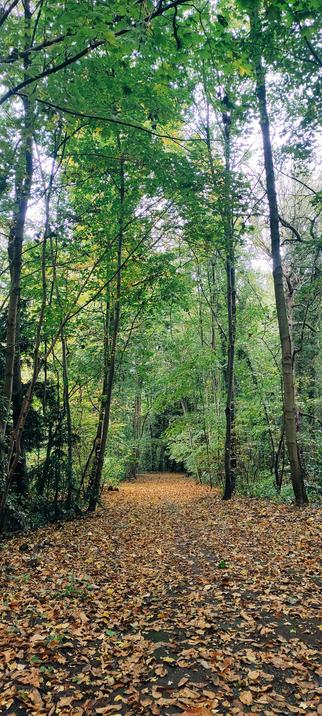 Sentier forestier couvert de feuilles dorées et cuivrées, bordé d’arbres élancés dont le feuillage reste encore vert, ponctué de touches jaunes. La lumière douce du jour éclaire la scène, créant une atmosphère apaisante et lumineuse, entre fin d’été et plein automne. 🍂✨