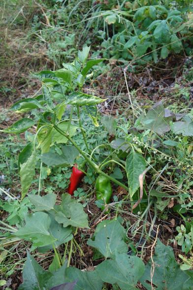 Poivron de semis spontané. Les 2 premiers fruits arrivent seulement.