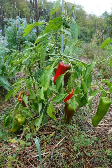 Poivron semé et planté par mes soins. J'ai déjà récolté 5 ou 6 beaux poivrons mûrs et sur ceux qui restent au moins 3, voir 4 ,devraient arriver à pleine maturité.