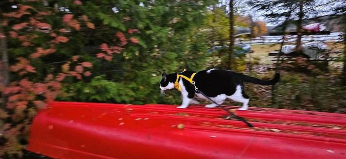 Tuxedo cat wearing yellow harness on top of overturned red canoe with red leaves. Lake in the background.