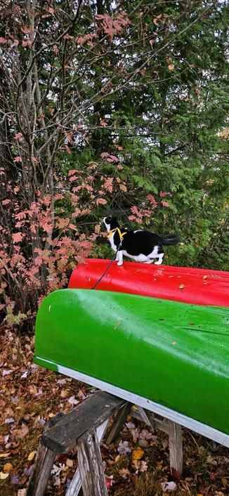 Tuxedo cat wearing yellow harness, standing on overturned red canoe, looking up tree.