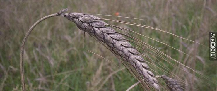 Zwarte emmer een bijna vergeten graansoort, wordt nu weer verbouwd op de Veluwezoom