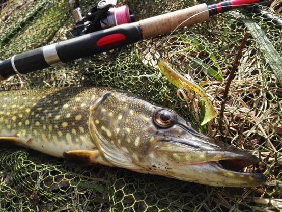 Pike Lures | We are the most recommended pike lures shop in Ireland