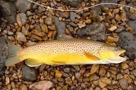 Trout Lures | Order your next trout fishing lure from Fishing Lure Ireland