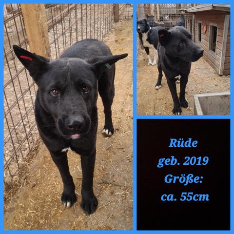 Collage von drei Bildern 
Großes Foto links 
Bei Garrett  handelt es sich um einen mittelgroßen, schwarzfelligen Mischling.
Er hat kurzes bis mittellanges, dichtes, schwarzes Fell. Die Ohren sind groß, dreieckig und aufgerichtet, leicht zur Seite geneigt. Die Augen sind dunkelbraun und haben einen leicht melancholischen Ausdruck.
An beiden Ohren trägt der Hund farbige Ohrmarken, die in Tierheimen oder bei Kastrationsprogrammen verwendet werden: eine rote Marke im linken Ohr und eine blaue Marke im rechten Ohr. Er hat kleine weiße Abzeichen auf der Brust und an den Pfoten.
Garrett steht in einem Zwinger auf einem Boden aus Erde und Streu/Häcksel. Links und hinten ist ein Maschendrahtzaun zu sehen. Garrett blickt direkt in die Kamera und seine Zunge guckt ein klein bisschen heraus.
Foto rechts oben 
Garrett blickt nach rechts aus dem Bild heraus. Dort stand eine Volontärin, die er mit einem nachdenklichen und neugierigen Blick ansah. Sie ist nicht mit auf dem Foto. Er hat einen kleinen weißen Fleck auf der Brust und weiße Zehenspitzen an den Pfoten. Er steht in einem Zwinger auf hellem, gestreutem Boden.
Im Hintergrund steht ein weiterer schwarz-weißer Hund, der direkt in die Kamera blickt. Rechts ist eine braune Holzhütte mit einer Öffnung und einem roten Herz-Ornament zu sehen.
Bild rechts unten 
Garretts Merkmale:
Rüde
geb. 2019
Größe: ca. 55cm