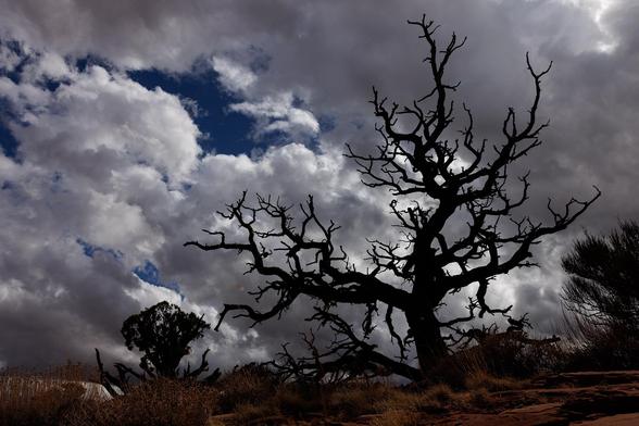 lone tree against stormy sky
