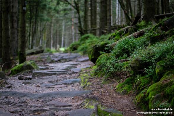 A quiet, winding trail meanders through a lush forest, inviting exploration into its verdant depths. Towering trees, their trunks a mix of muted browns and grays, stretch upward to form a dense canopy overhead, filtering the soft, diffused light that gently illuminates the path. The forest floor is a tapestry of earthy tones, with scattered stones and roots peeking through a bed of pine needles and fallen leaves.

To the right, a rocky slope is adorned with vibrant green moss and delicate ferns…