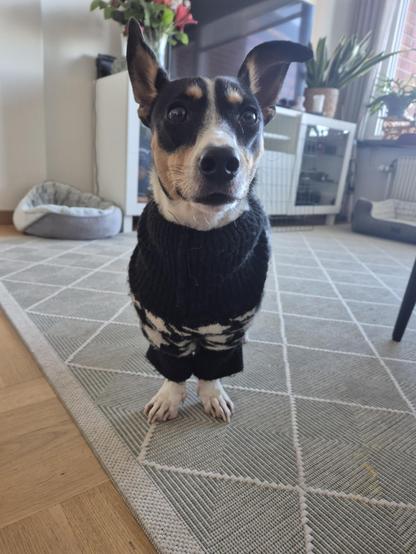 A small terrier dog wearing a soft, wooly, houbdstooth jumper.