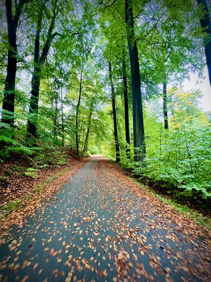 Still lot of green in the forest