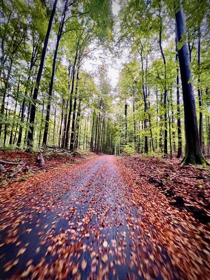 Ride slower due to the wet and leaveon the parh 