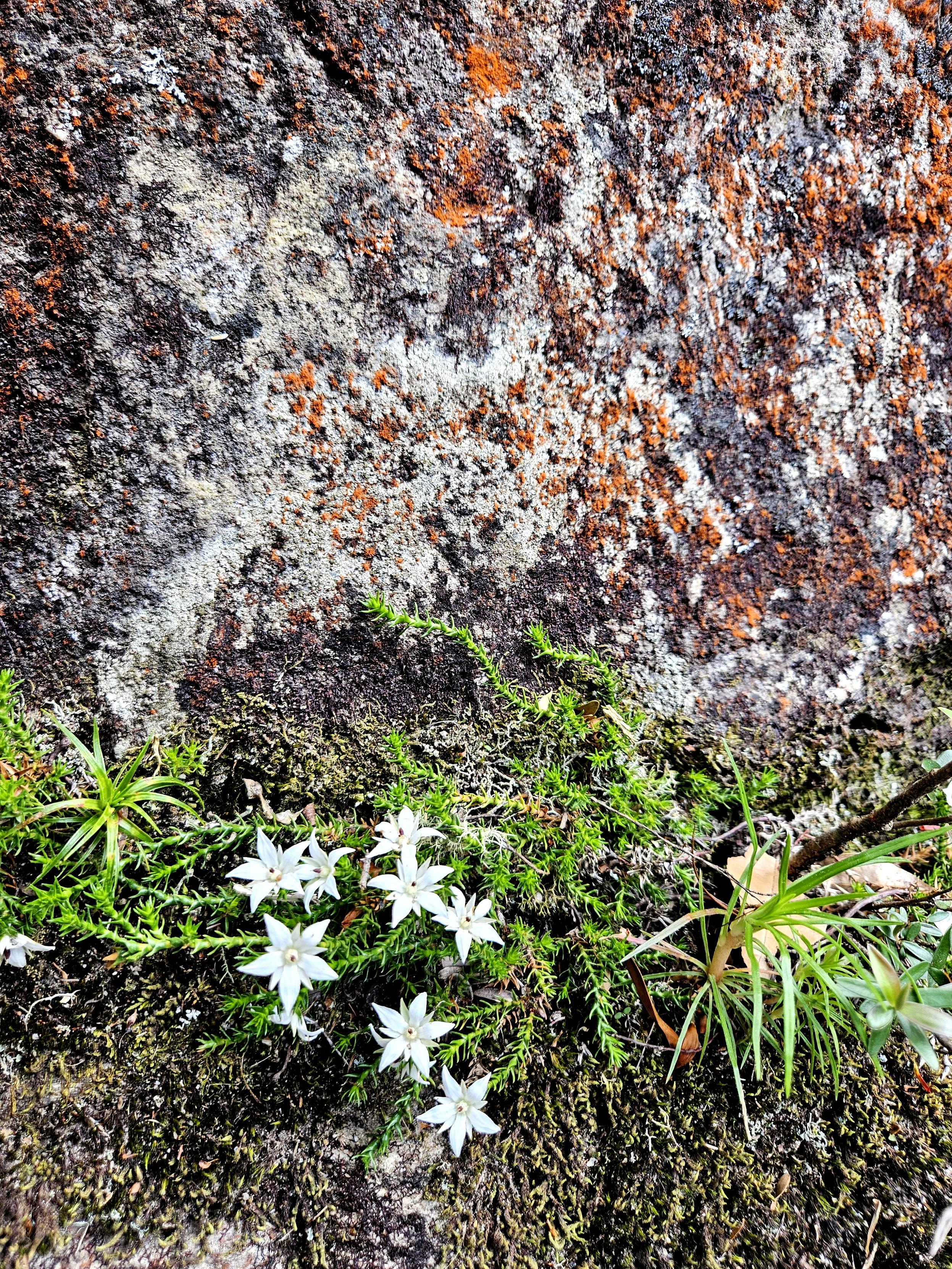 On a cliff face of the southern escarpment, tiny white flowers of Sprengelia monticola,  along with the spiny green leaves, adorn the lichen-dappled rock. Dharug and Gundungurra country.