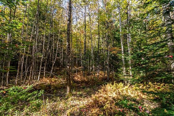 LAND IN SCHUYLER FALLS
Lot