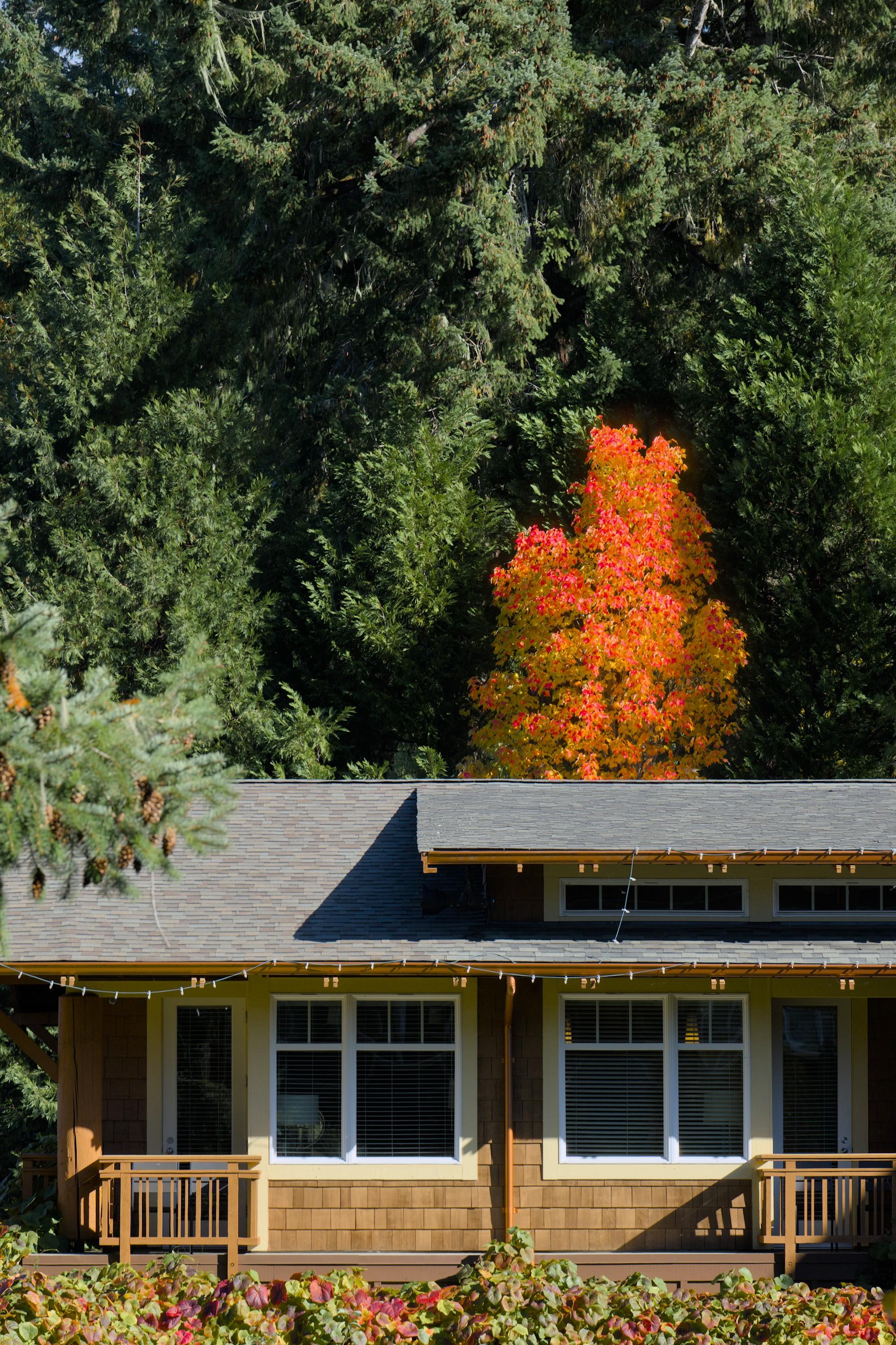 A house in modern Pacific Northwest style standing against an evergreen forest background with a singular tree with bright orange canopy highlighted by the setting sun.