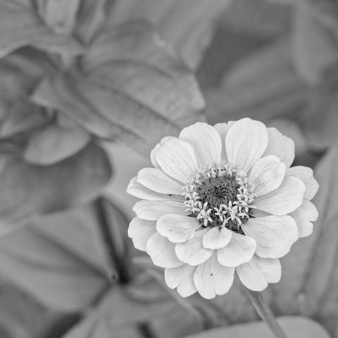 Zinnia with numerous delicate white petals that are brighter than the blurred out stems and foliage seen in the rest of the background.