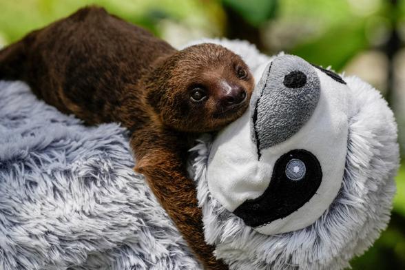 A one-and-a-half-month-old orphaned two-toed sloth clings to a giant sloth plush toy.