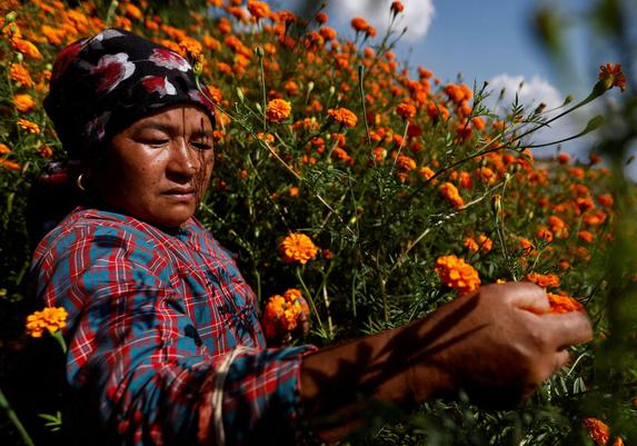 A woman in traditional Nepalese clothes picks marigold flowers.