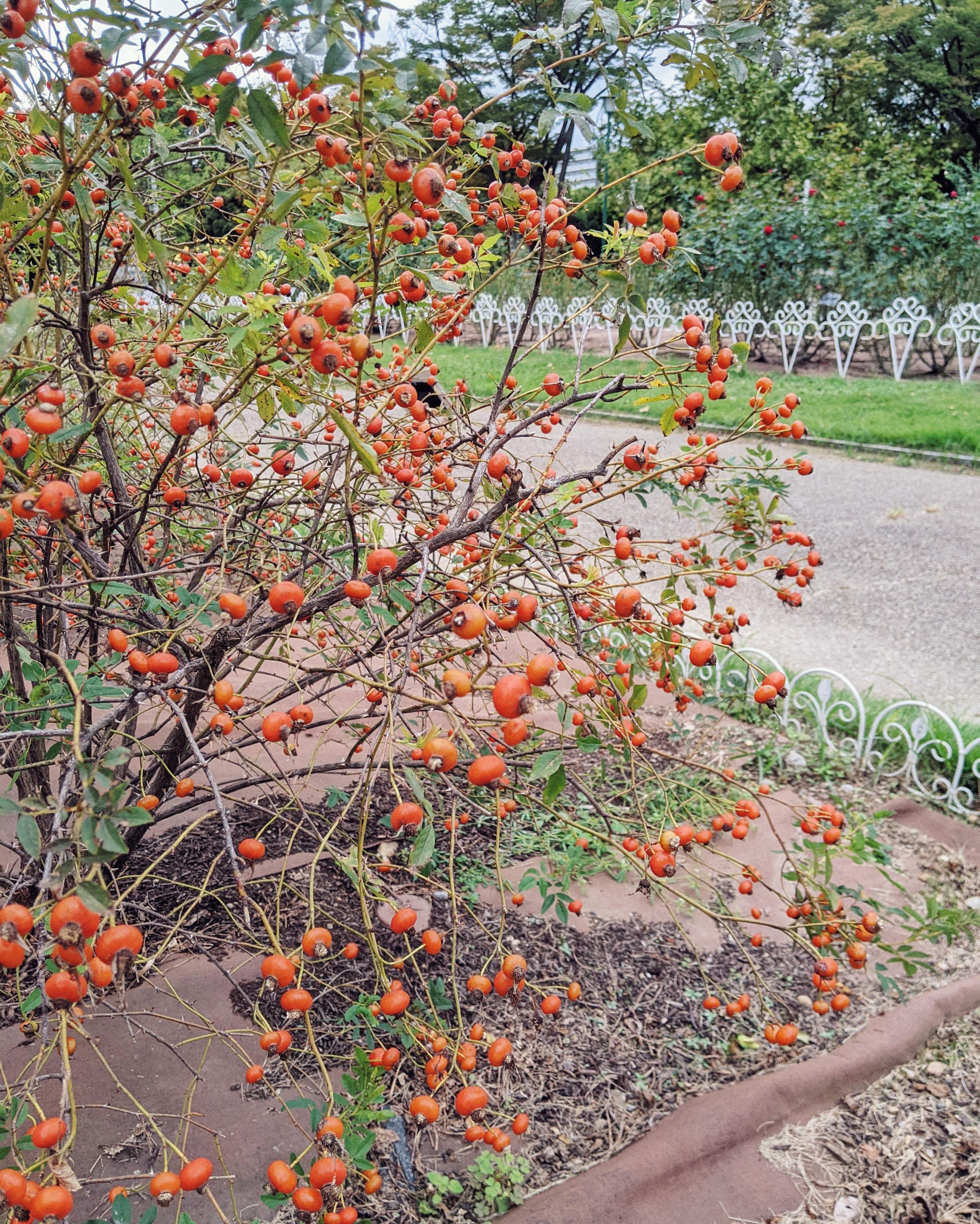 ๅฐใใชใชใฌใณใธ่ฒใฎๅฎใฎๆใฃใใใฉใฎๆจนใฎๅ็