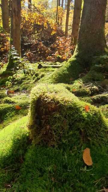 Eine herbstliche, magische Mooslandschaft in helles Sonnenlicht getaucht - aber auch mit einigen Schattenflächen um Bäume im Hintergrund und einen großen Baumstumpf im Vordergrund.