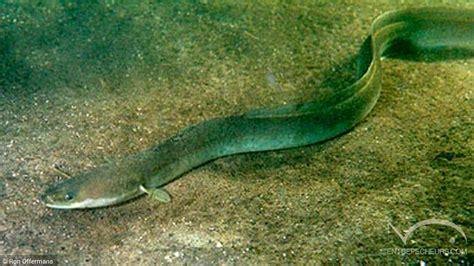 L’anguille européenne.