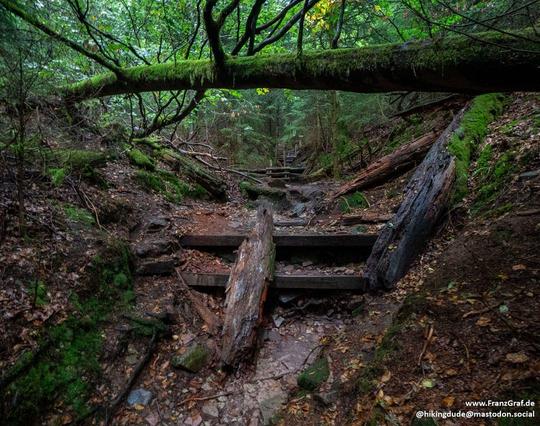 Nestled deep within a lush, verdant forest, a rustic wooden staircase winds its way upward, inviting adventurers to explore further. The airy canopy above is a tapestry of intertwining branches, draped with soft mosses that hint at the damp, fertile environment. Sunlight filters through sporadically, casting dappled shadows on the earthy path below.

The staircase, constructed from weathered logs and planks, blends seamlessly into the natural surroundings, as if carved by the forest itself. Fal…