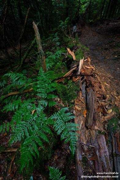 A quiet forest trail winds through a lush, green woodland, where dappled sunlight filters through the dense canopy above. The path is partially obstructed by a fallen tree, its jagged, weathered stump and scattered bark hinting at a recent storm or the slow passage of time. Vibrant ferns, rich in emerald hues, cluster around the base of the tree, thriving in the damp, shaded environment.

The surrounding forest is thick with tangled undergrowth and towering trees, their trunks cloaked in moss a…