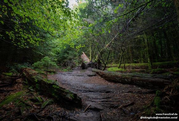 A secluded forest trail unfolds in quiet mystery, its path winding through a lush, green sanctuary. Dappled sunlight filters through the dense canopy above, casting soft shadows on the moss-covered ground. Towering trees, their trunks cloaked in velvety moss, stand as ancient sentinels, while fallen logs lie scattered—nature’s quiet reminder of the passage of time.

The air feels still, undisturbed except for the faint rustle of leaves. A narrow, earthy track, damp in places, guides the way dee…