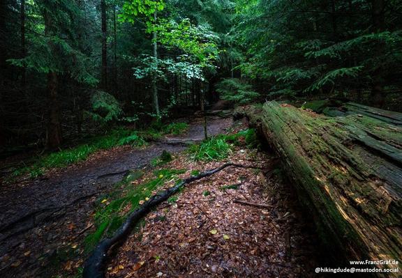 A quiet, moss-lined trail winds its way through a dense, shadowy forest, where towering evergreens and leafy deciduous trees form a lush canopy overhead. The path, a mix of earthy brown and scattered fallen leaves, is bordered by a massive fallen log, its weathered surface blanketed in vibrant green moss. Patches of sunlight filter through the foliage, casting dappled light on the forest floor and highlighting the rich textures of bark and undergrowth. The air feels still and undisturbed, creat…