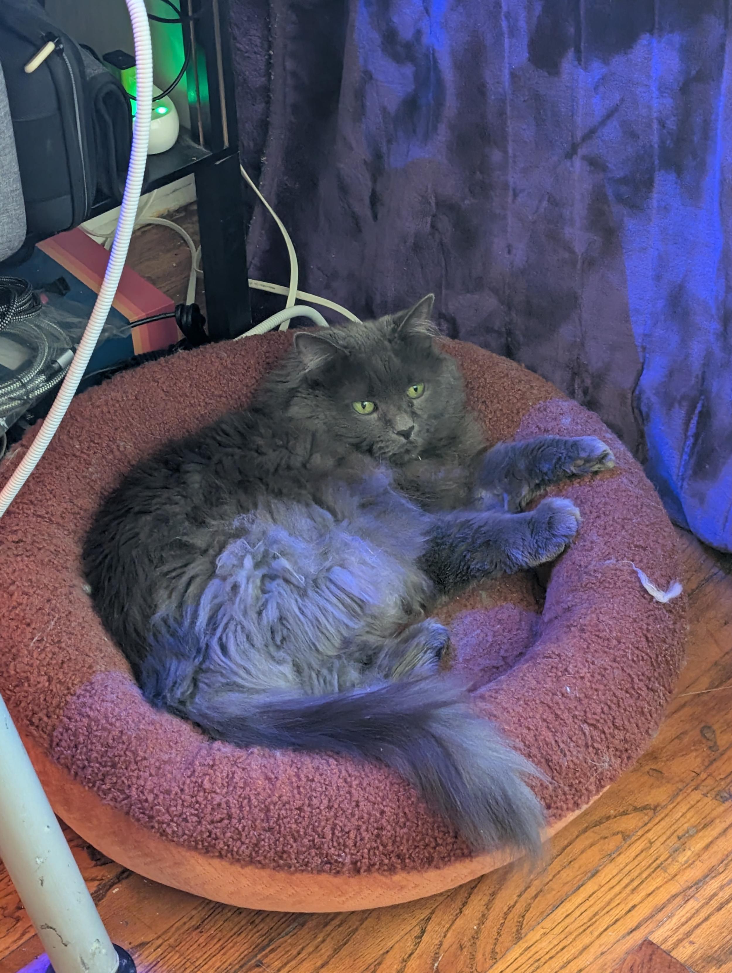Grey cat with green eyes on a heated bed.